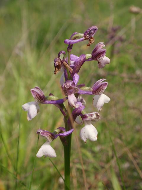 Escursione orchidofila nelle Langhe  (15 maggio)